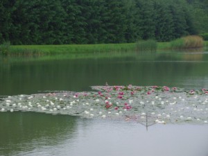 Photo 02.JPG