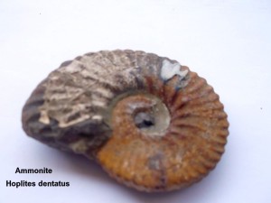 Photo 17.JPG