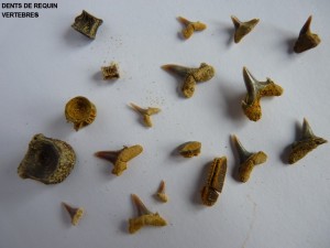 Photo 17.JPG