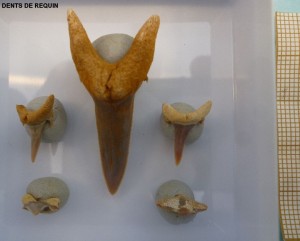 Photo 20.jpg