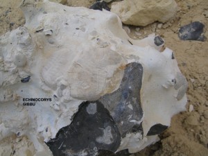 Photo 21.JPG