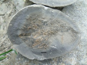 Photo 22.JPG