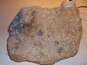 Photo 23.JPG