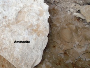 Photo 25.JPG