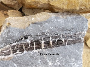 Photo 26.JPG