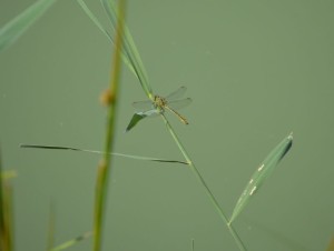 Photo 36.JPG