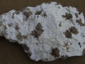Photo Image003.jpg