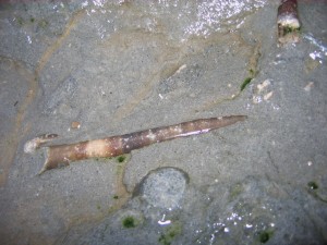 Photo Image006.jpg