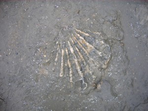 Photo Image007.jpg