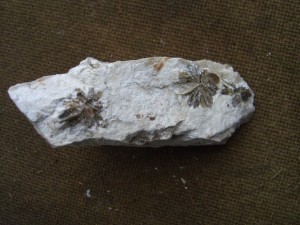 Photo Image009.jpg