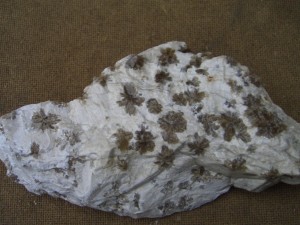Photo Image010.jpg