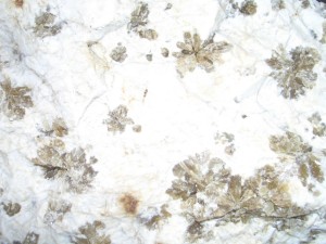 Photo Image013.jpg
