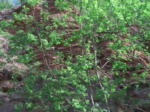 Photo Img (7).JPG