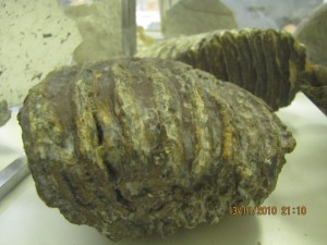 Photo Musee002.jpg