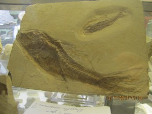 Photo Musee003.jpg