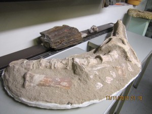 Photo Musee006.jpg