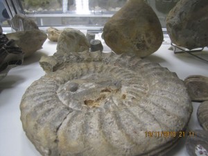 Photo Musee007.jpg