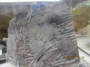 Photo Musee009.jpg