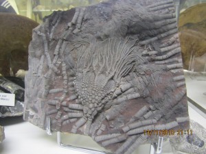 Photo Musee010.jpg