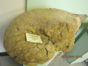 Photo Musee012.jpg