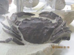 Photo Musee013.jpg