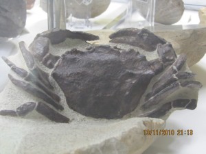 Photo Musee014.jpg