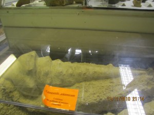 Photo Musee018.jpg