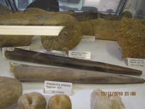 Photo Musee019.jpg