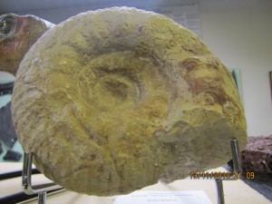 Photo Musee025.jpg